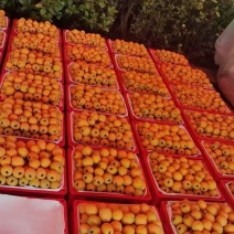 枇杷