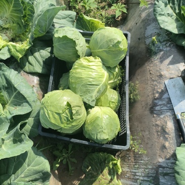甘蓝，包菜大量现货