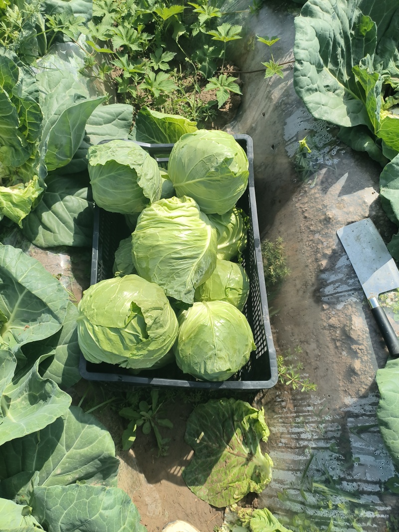 甘蓝，包菜大量现货