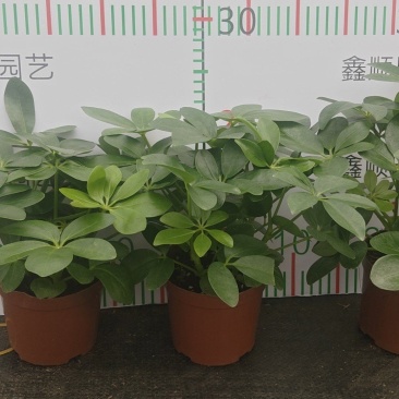 盆栽110盆鸭脚木