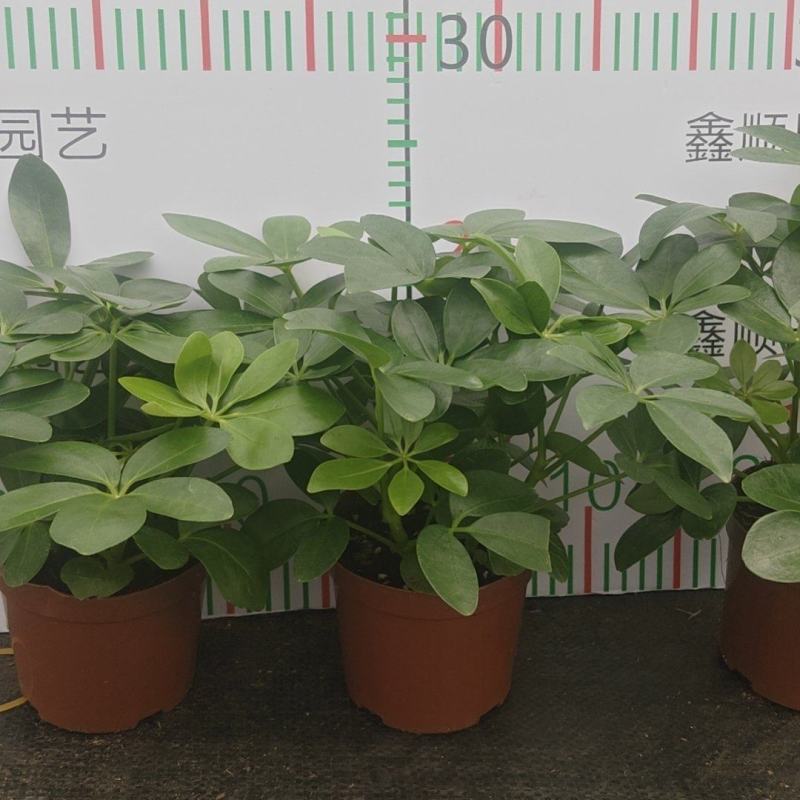 盆栽110盆鸭脚木