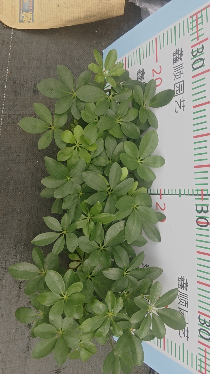 盆栽110盆鸭脚木