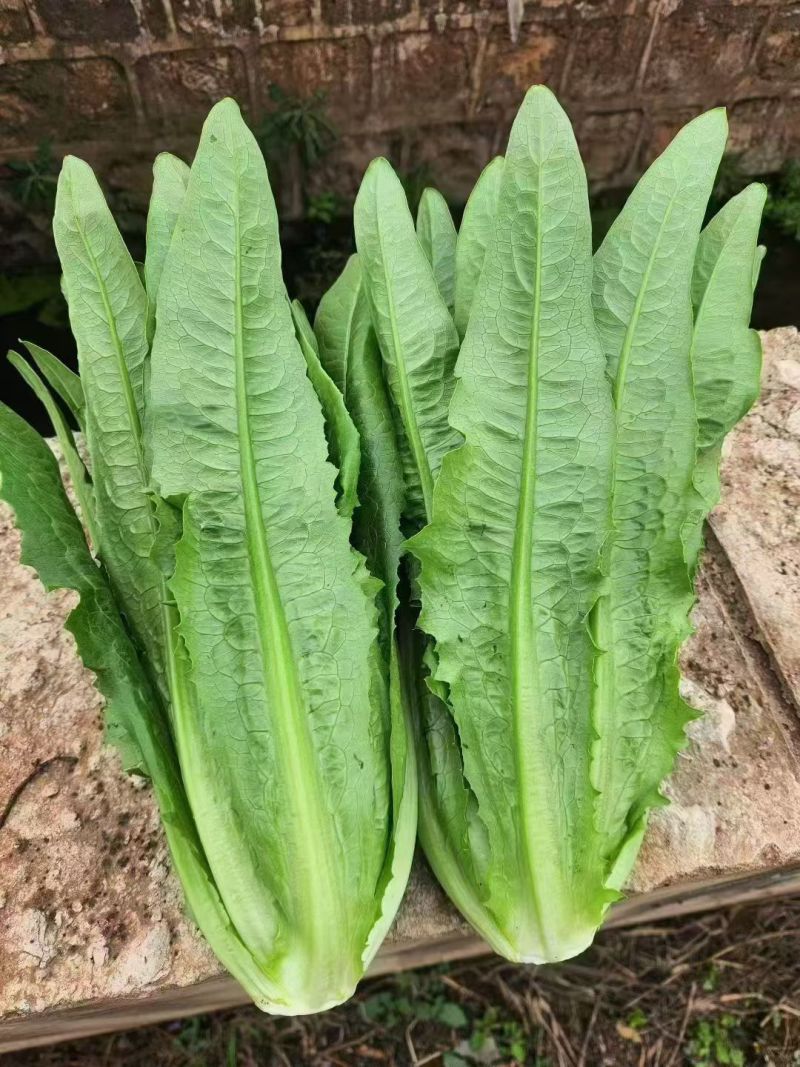 精品油麦菜产地直发货源充足量大从优质量保证欢迎咨询