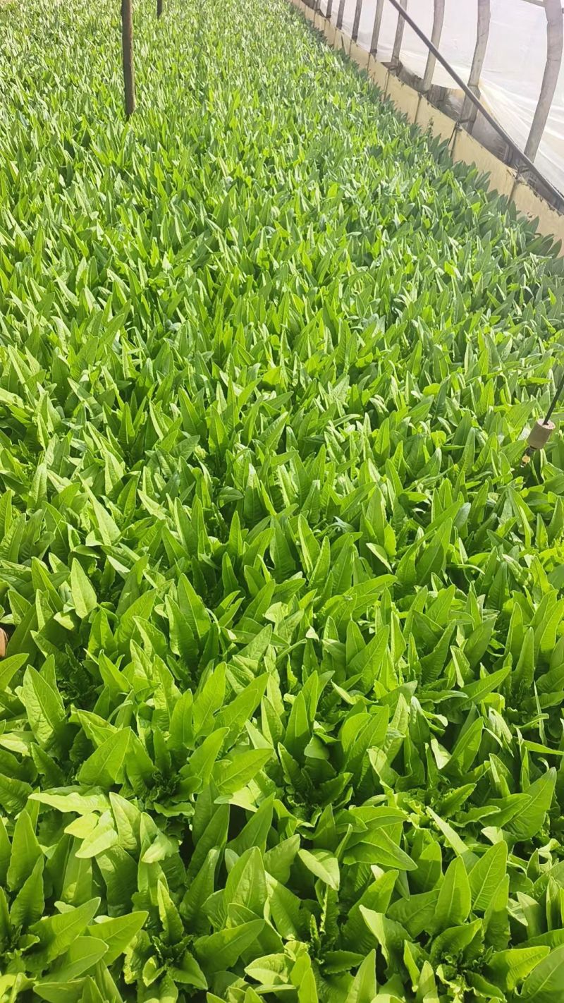 精品油麦菜产地直发货源充足量大从优质量保证欢迎咨询
