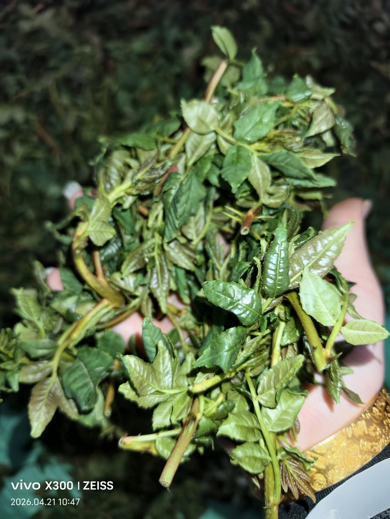 花椒芽当天现货现发