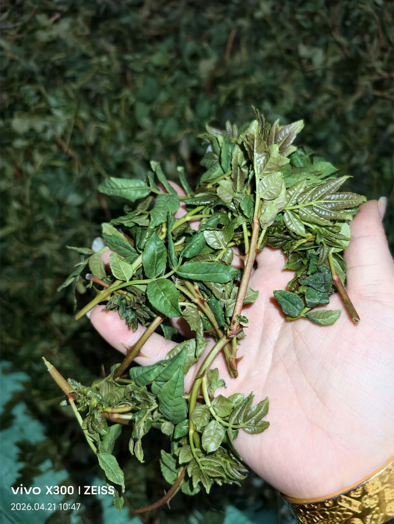 花椒芽当天现货现发