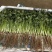 精品香菜产地直发量大从优质量保证欢迎咨询诚信经营