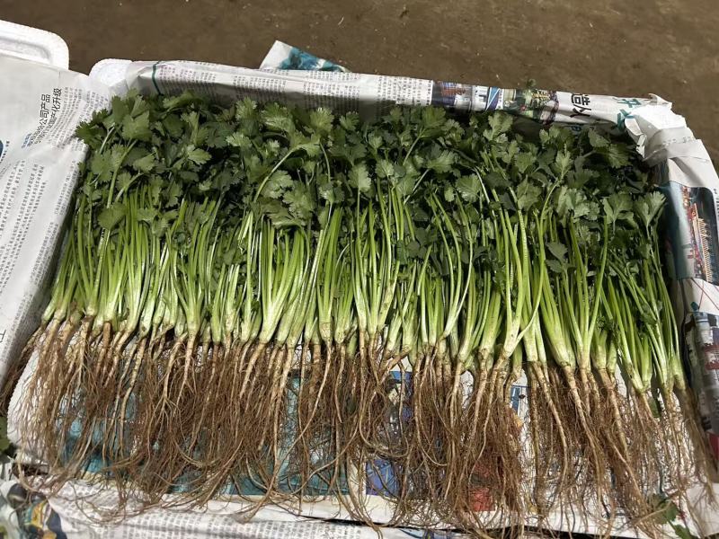 精品香菜产地直发量大从优质量保证欢迎咨询诚信经营