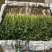 精品香菜产地直发量大从优质量保证欢迎咨询诚信经营