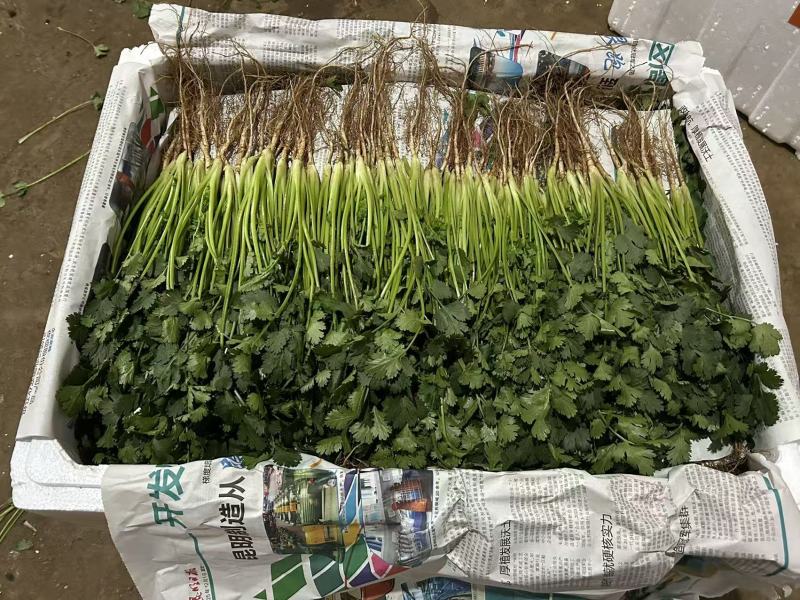 精品香菜产地直发量大从优质量保证欢迎咨询诚信经营