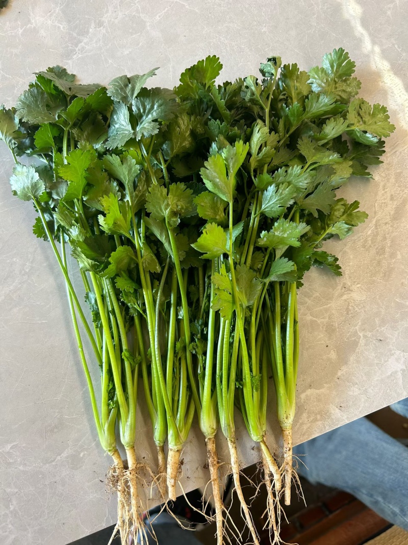 精品香菜产地直发量大从优质量保证欢迎咨询诚信经营