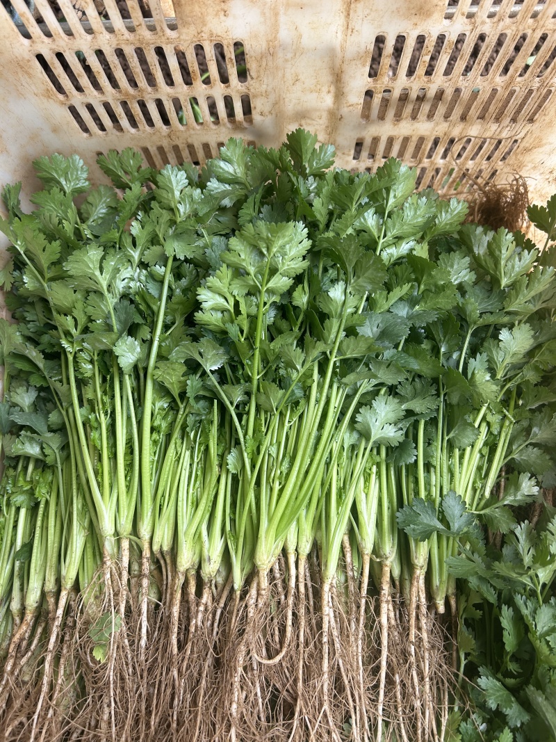 精品香菜产地直发量大从优质量保证欢迎咨询诚信经营