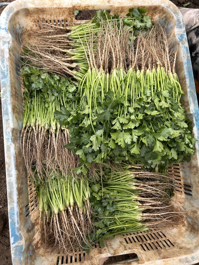 精品香菜产地直发量大从优质量保证欢迎咨询诚信经营