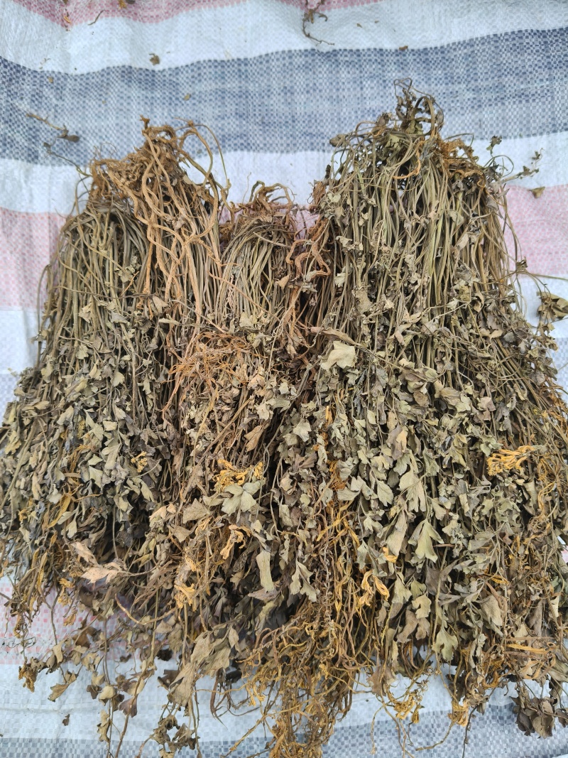 ***自然晒干岩黄连