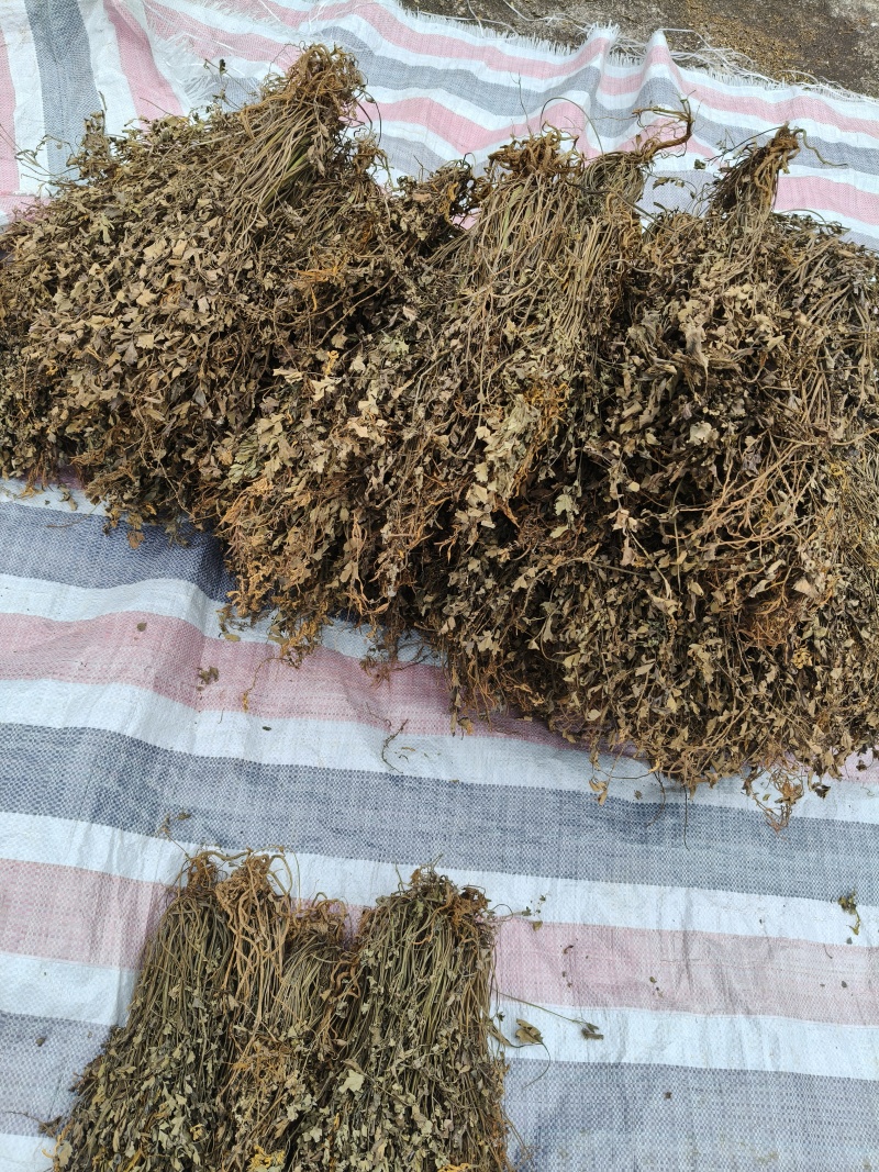 ***自然晒干岩黄连