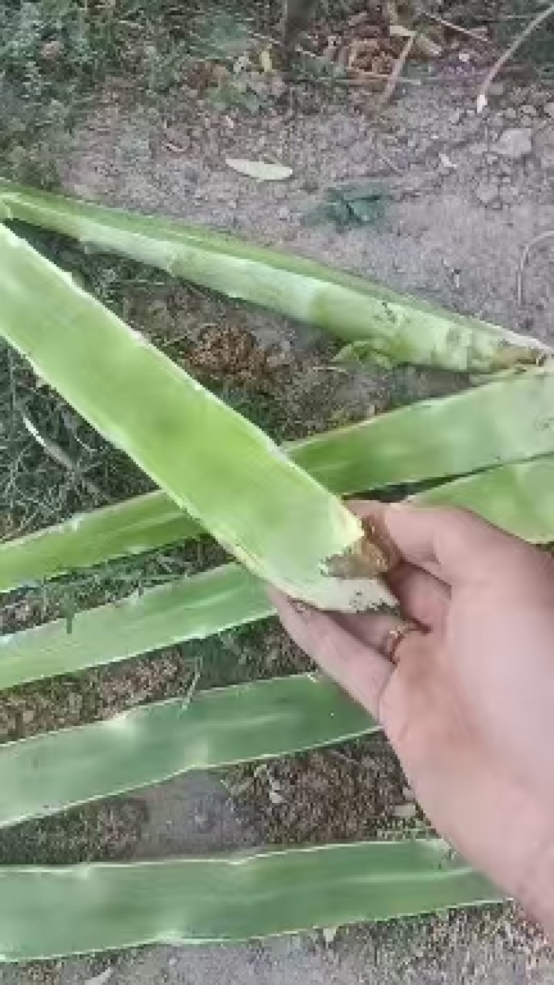 红叶莴笋
