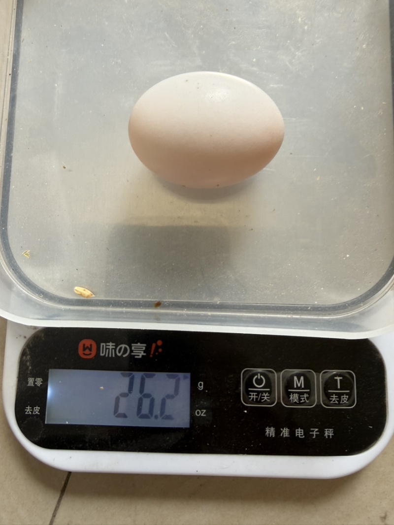 大量批发零售鸽子蛋双母蛋无精蛋小蛋