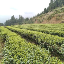 精品福云六号茶叶