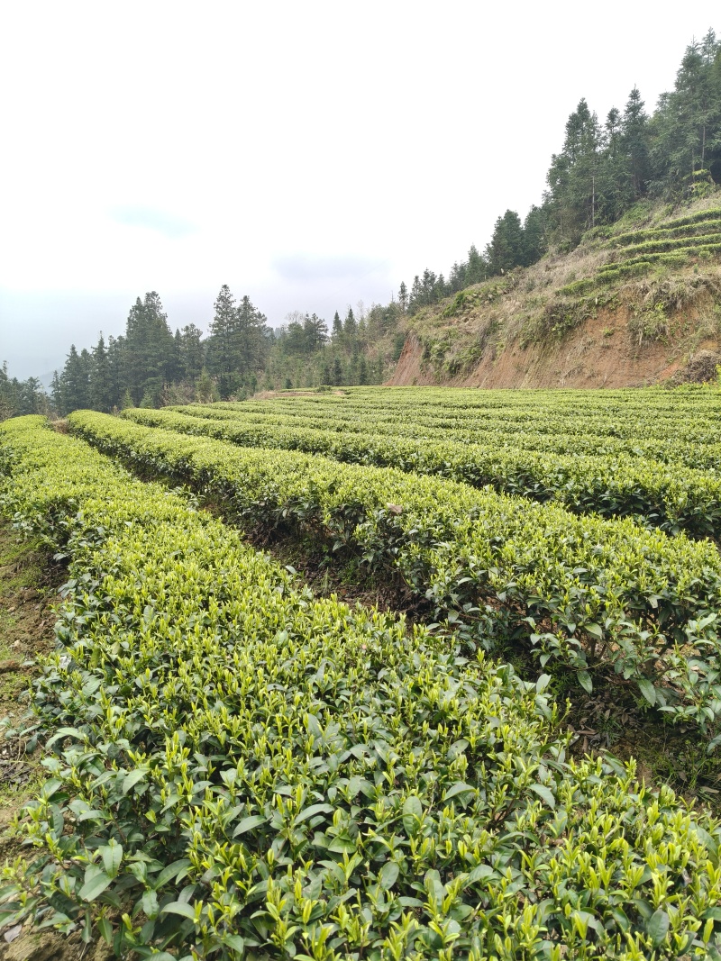 精品福云六号茶叶