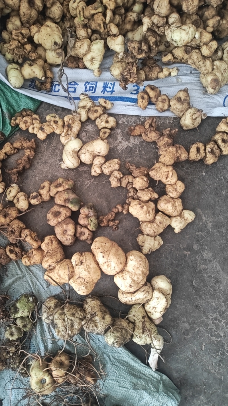 贵州大山里的黄精