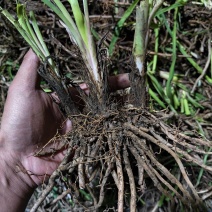 祁东黄花菜种苗黄花菜根可食用特产粗高产四季种植易活黄花菜