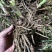 黄花菜种苗根苗可食用特产粗高产四季种植易活祁东县发货