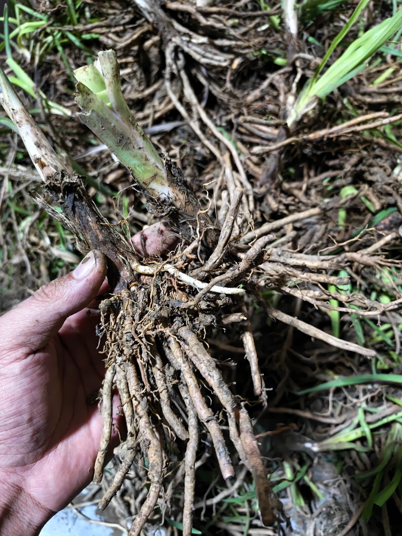 黄花菜种苗根苗可食用特产粗高产四季种植易活祁东县发货