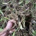 黄花菜种苗根苗可食用特产粗高产四季种植易活祁东县发货