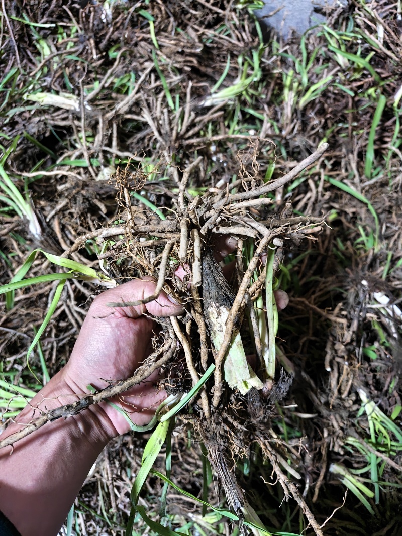 黄花菜种苗根苗可食用特产粗高产四季种植易活祁东县发货