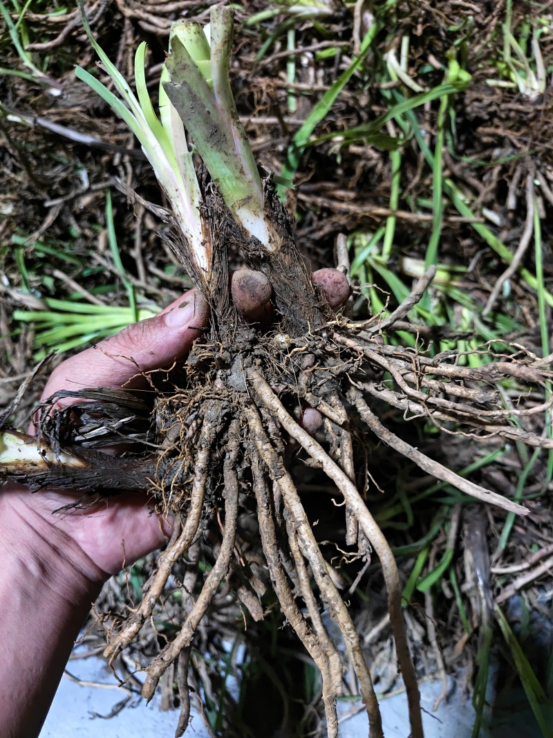 黄花菜种苗根苗可食用特产粗高产四季种植易活祁东县发货