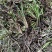 黄花菜种苗根苗可食用特产粗高产四季种植易活祁东县发货
