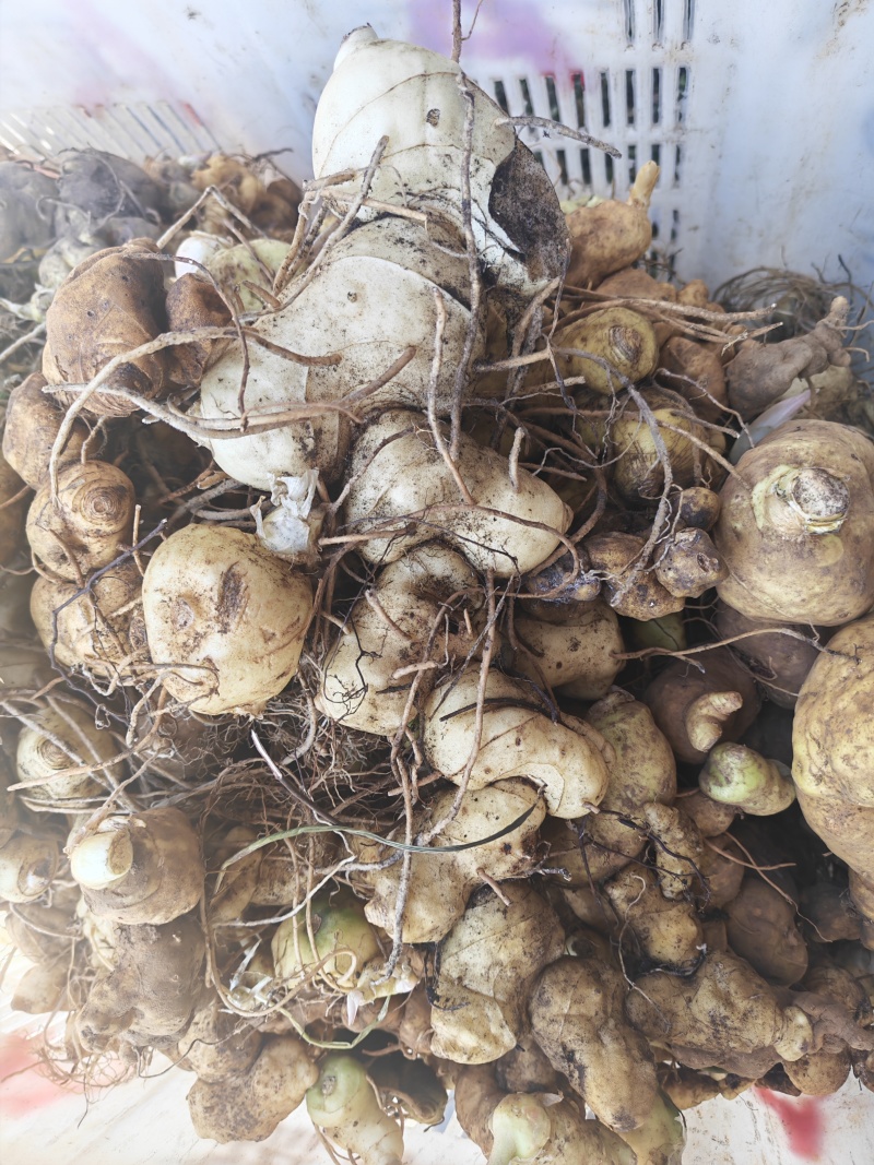 野生的黄精品质保证物美价廉量大从优