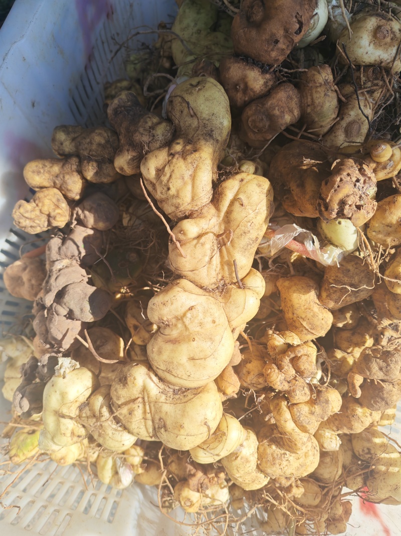 野生的黄精品质保证物美价廉量大从优