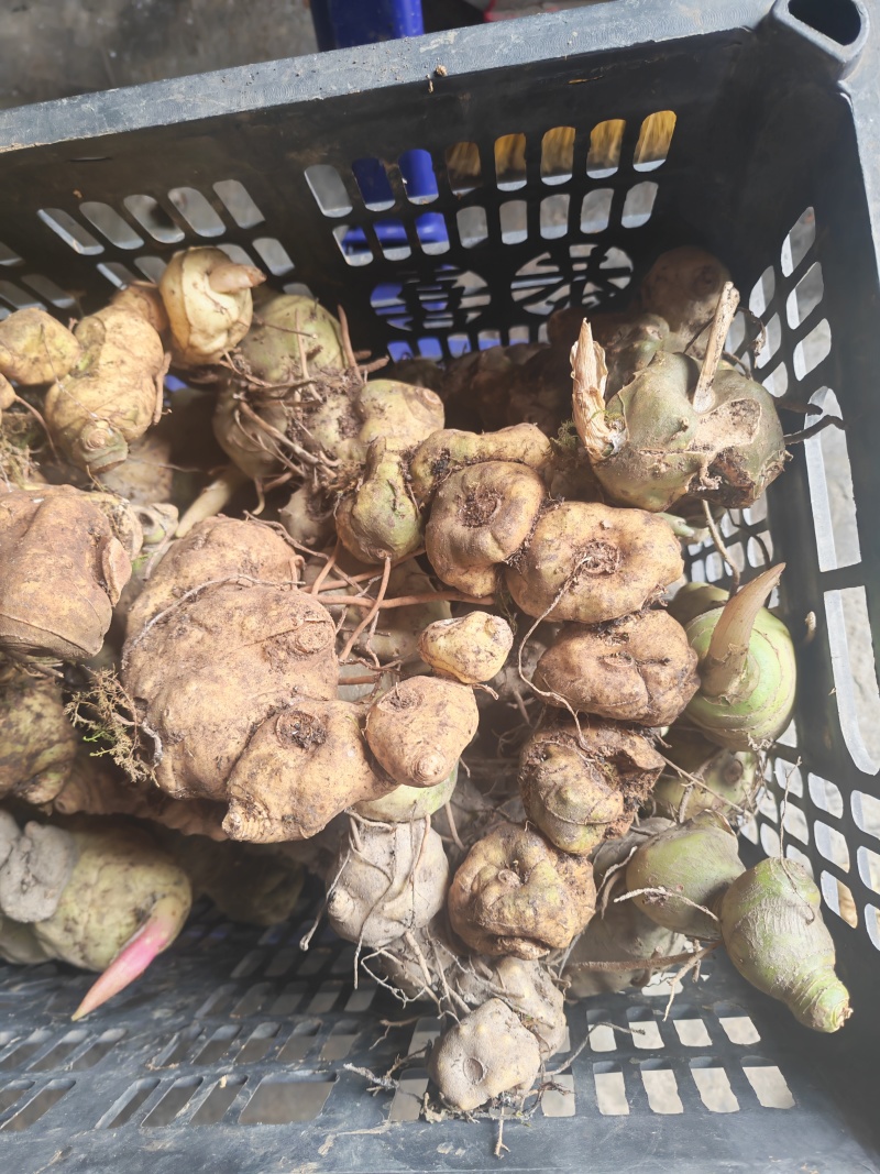 野生的黄精品质保证物美价廉量大从优