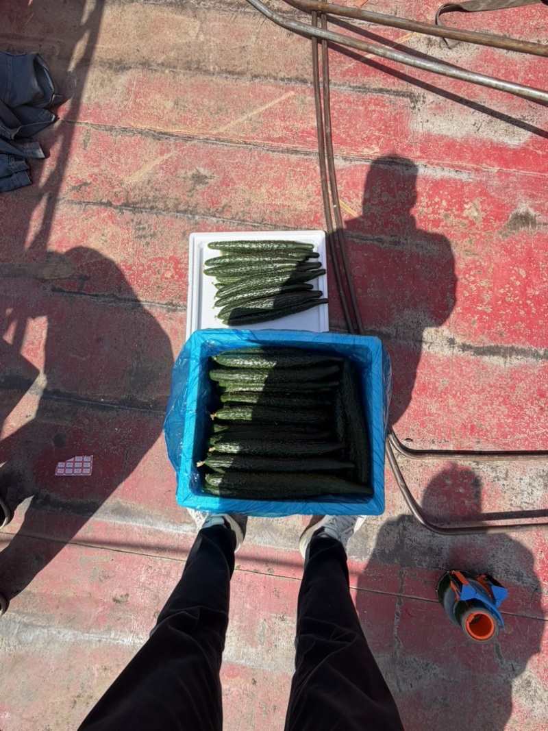 夏邑密刺黄瓜，河南黄瓜，大量供应电商市场