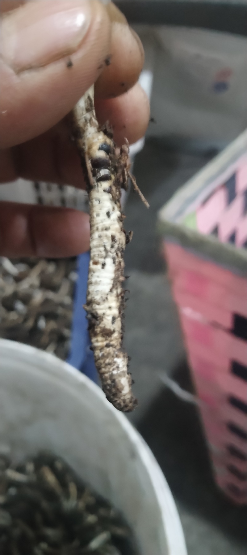 虫草