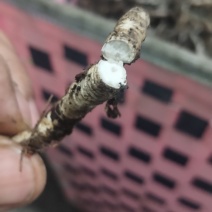 虫草