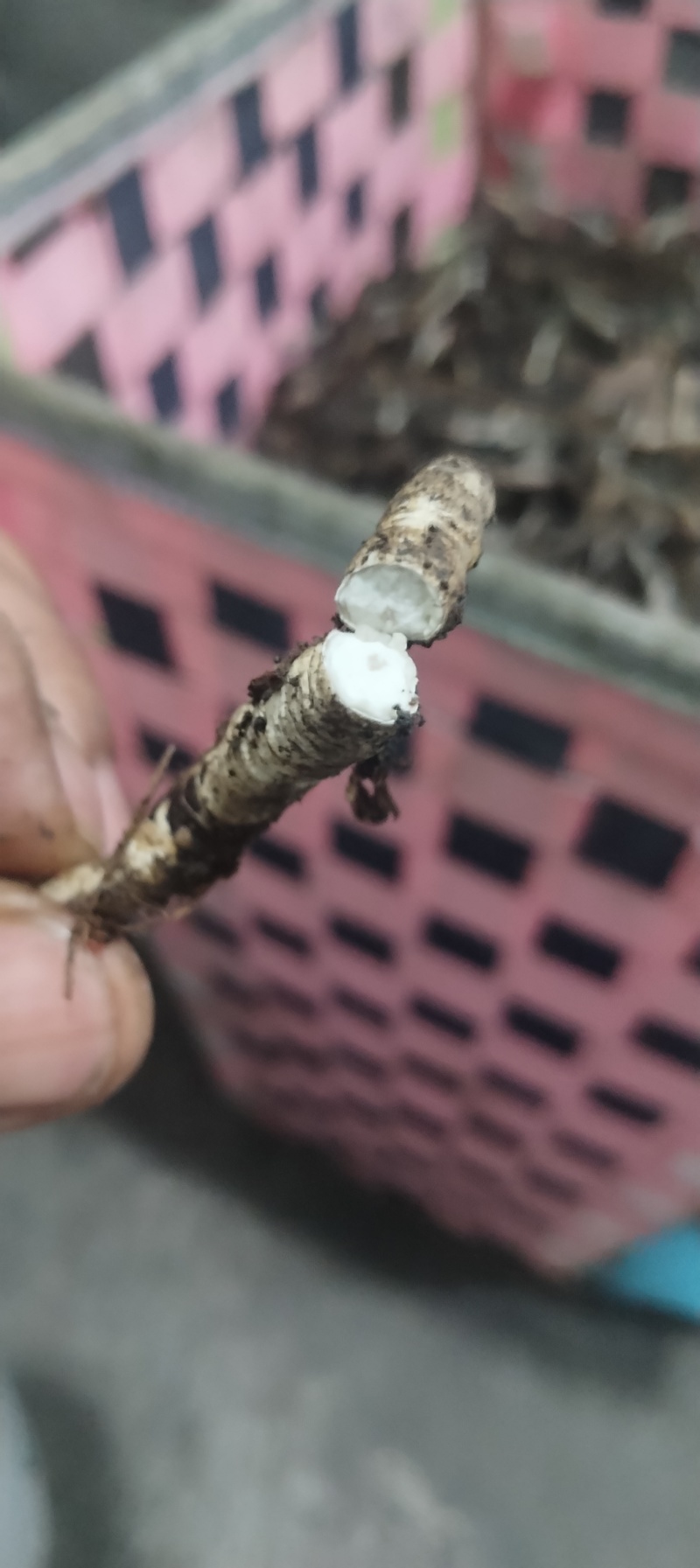 虫草