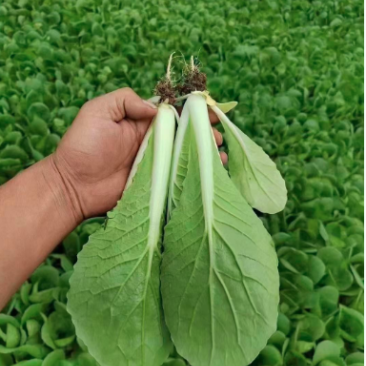 曹县快菜，大量上市产地直供品质质优价廉全国发货