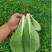曹县快菜，大量上市产地直供品质质优价廉全国发货