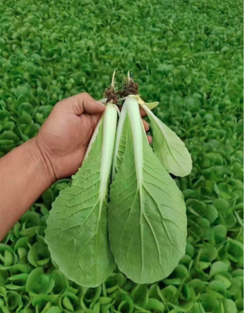 曹县快菜，大量上市产地直供品质质优价廉全国发货