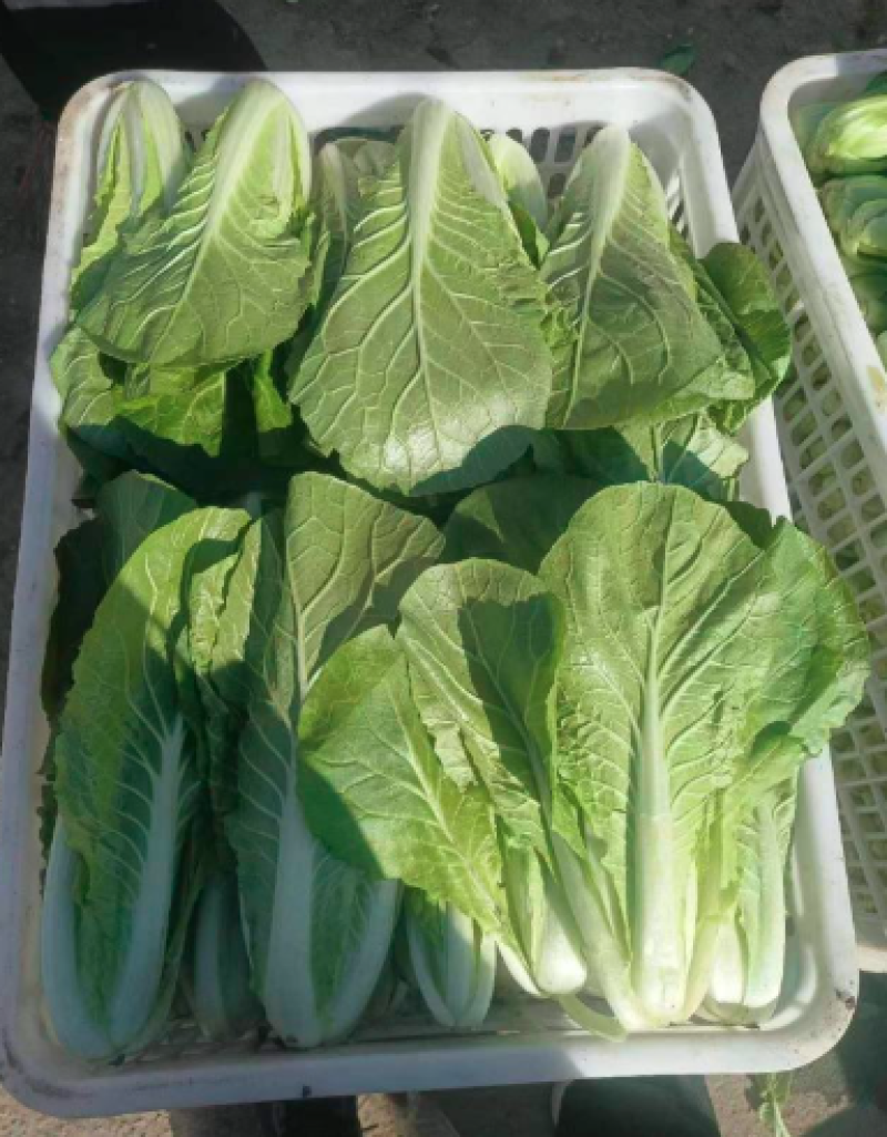 曹县快菜，大量上市产地直供品质质优价廉全国发货