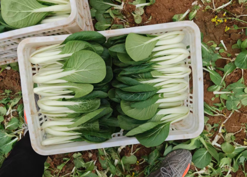 曹县快菜，大量上市产地直供品质质优价廉全国发货