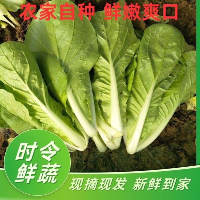 曹县快菜，大量上市产地直供品质质优价廉全国发货