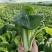 曹县快菜，大量上市产地直供品质质优价廉全国发货