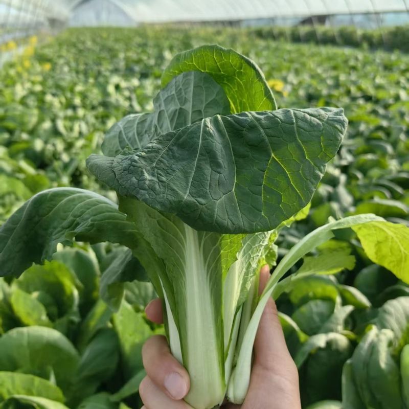 曹县快菜，大量上市产地直供品质质优价廉全国发货