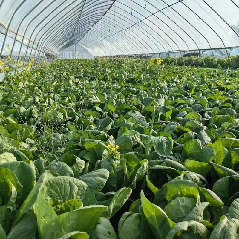 曹县快菜，大量上市产地直供品质质优价廉全国发货