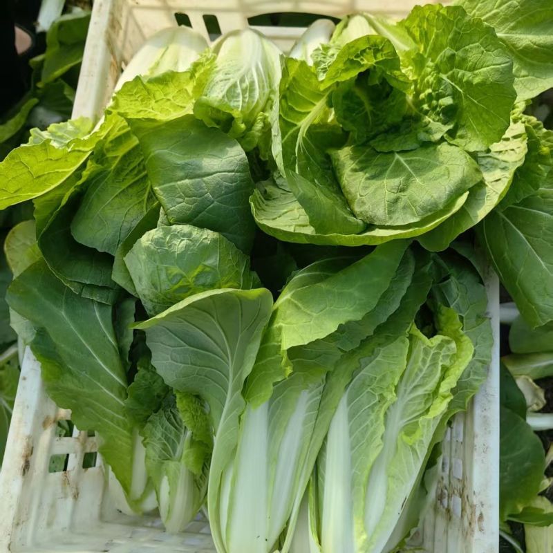 曹县快菜，大量上市产地直供品质质优价廉全国发货
