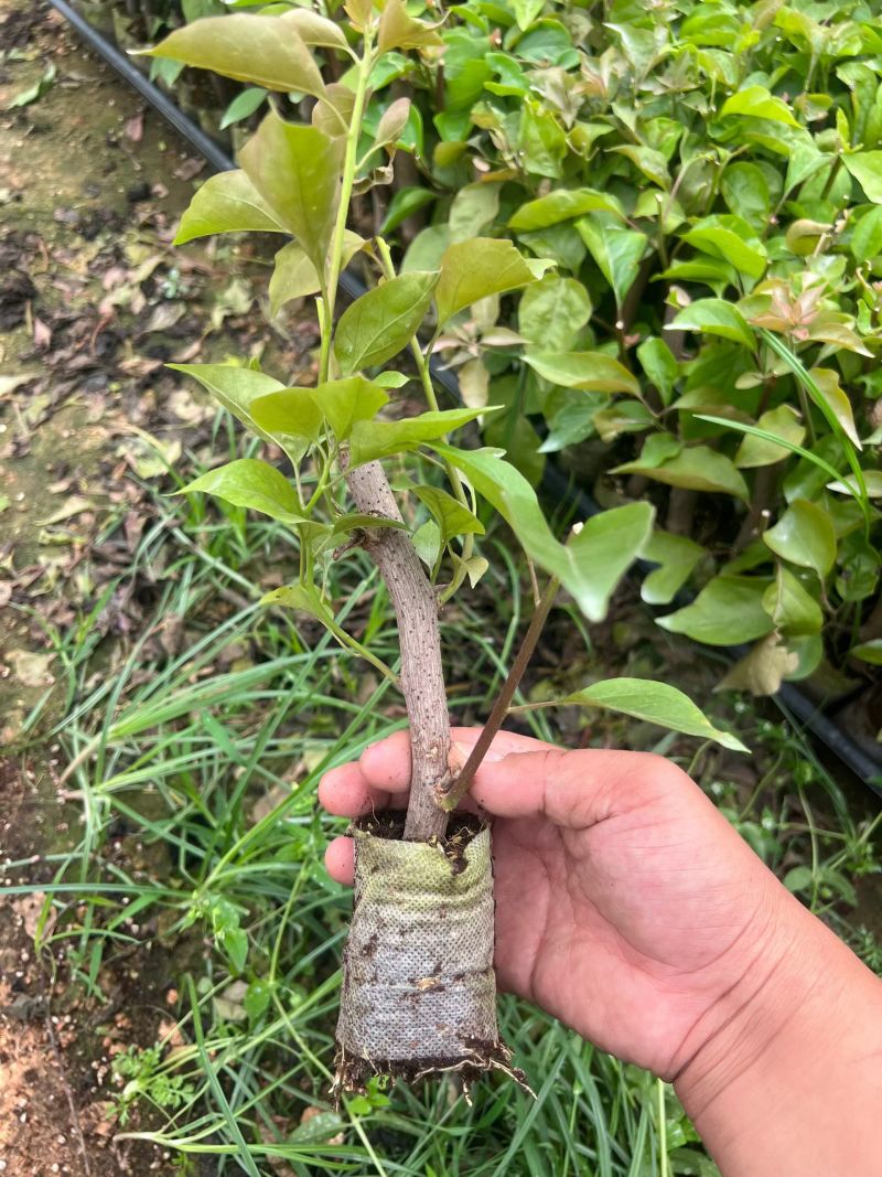 波伊思玫瑰，波妹三角梅