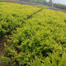 大杯金森女贞苗，高30-40公分苗圃基地量大从优